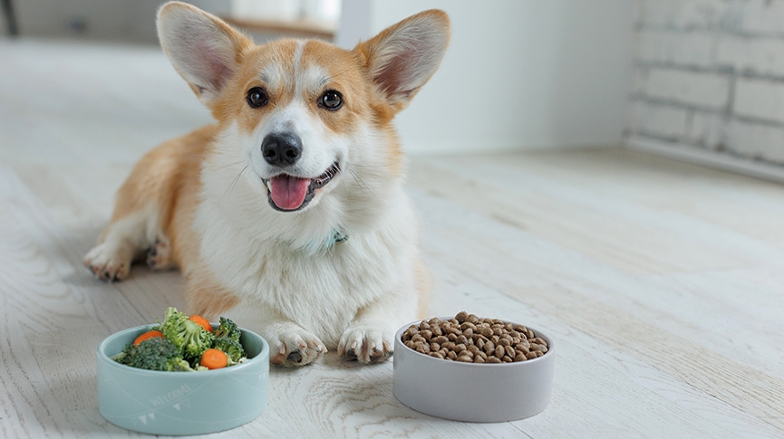 養狗新手指南-10款必備狗用品-幾時打瘋狗針-新手養狗注意事項